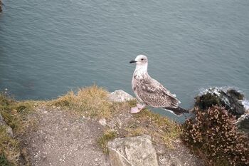 Erasmus Dublin: Ausflug