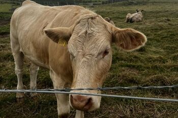 Erasmus Dublin 2024: Fazit