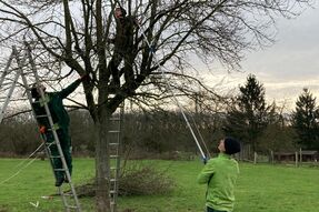 Landschaftsgärtner schneiden Gehölze
